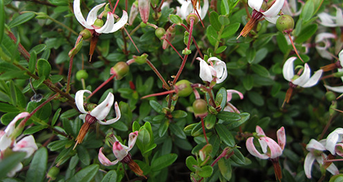 Cranberry Blüte