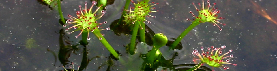 Führungen im Schönramer Filz