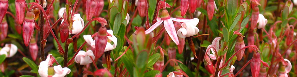 Cranberry Blüte