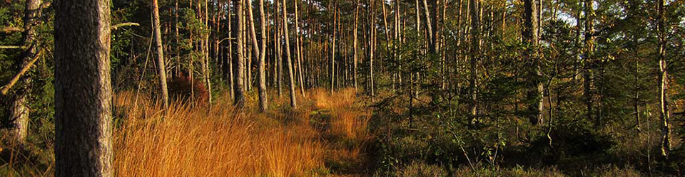Wandern im Schönramer Filz